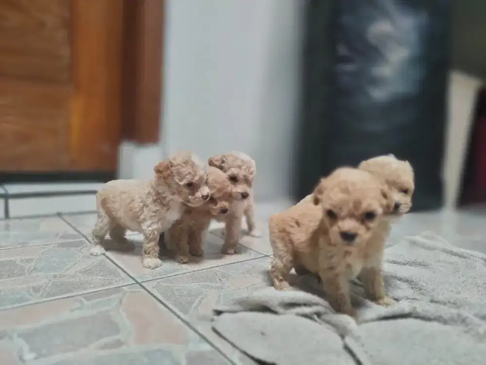Toy Poodle Premium