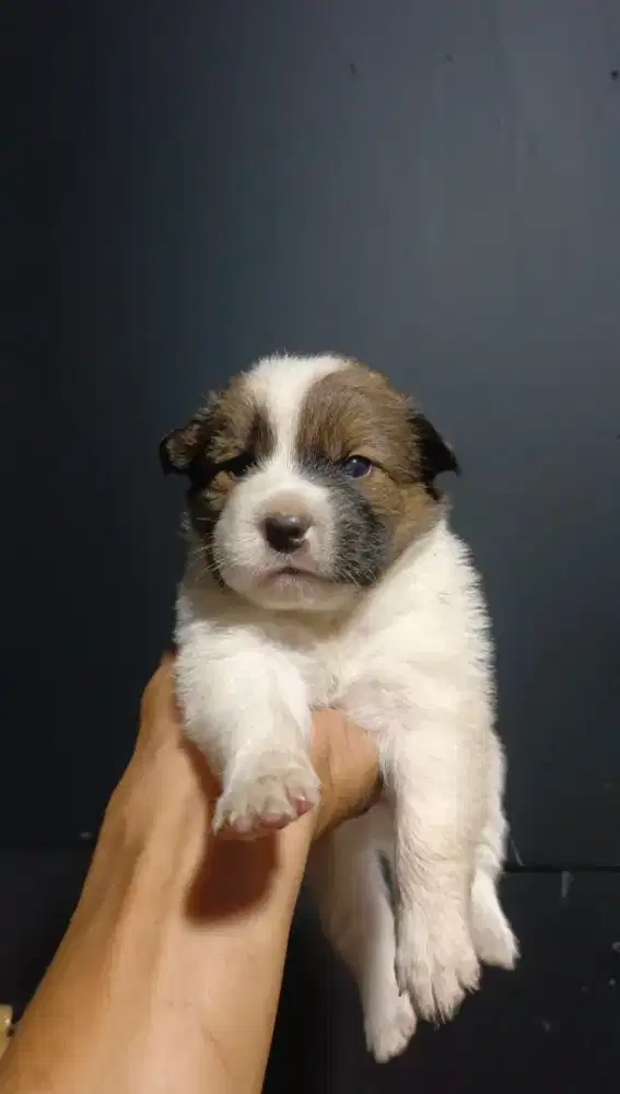 Anak anjing anabul cewek usia sebulan sehat