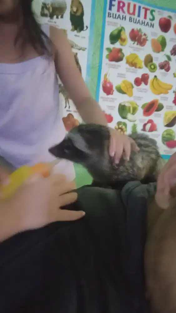 Musang pandan baby