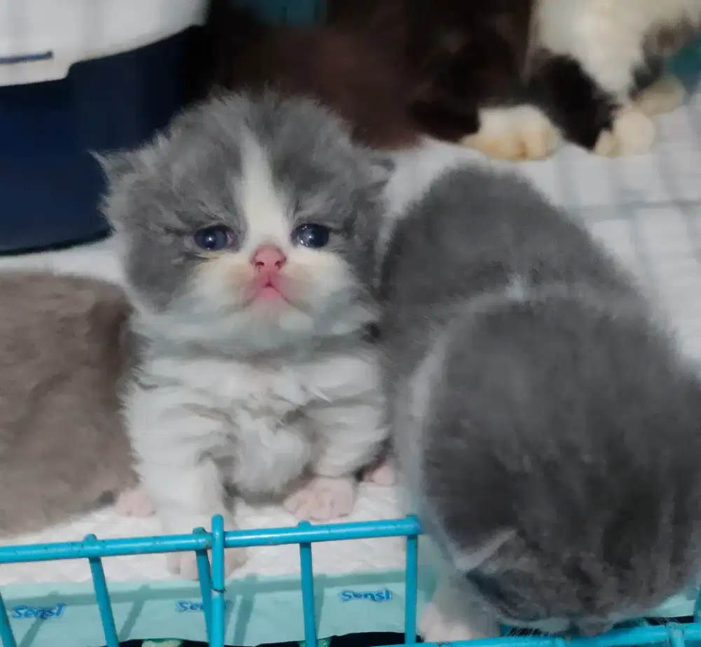 Munchkin bico blue Longhair