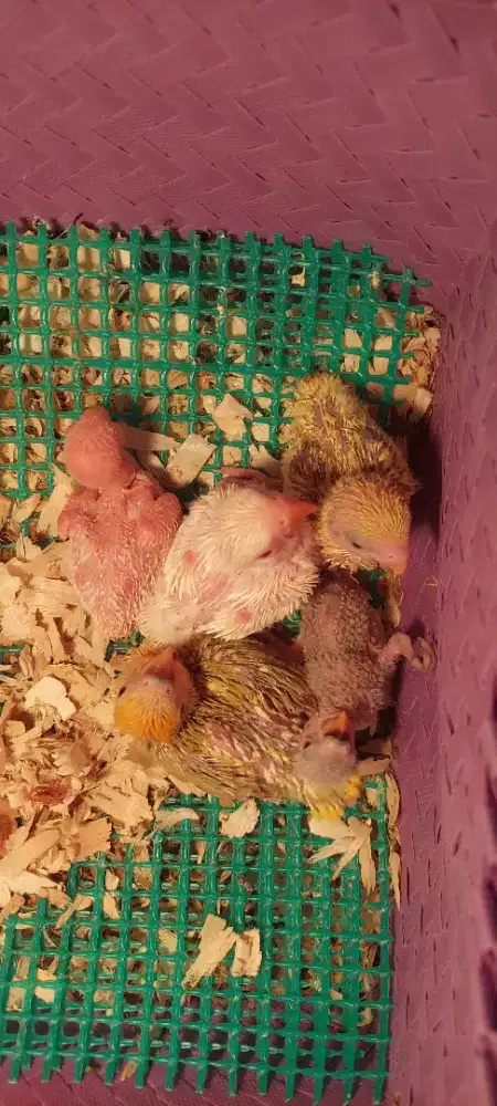 Lolohan lovebird non klep