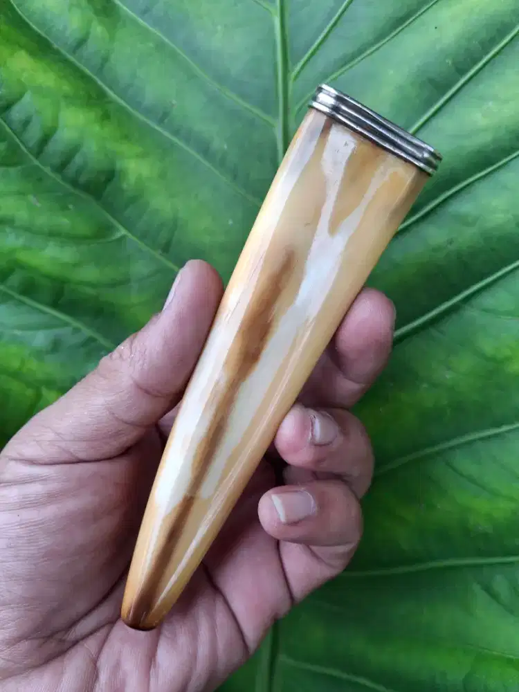 Pipa Once Ikan Legendaris