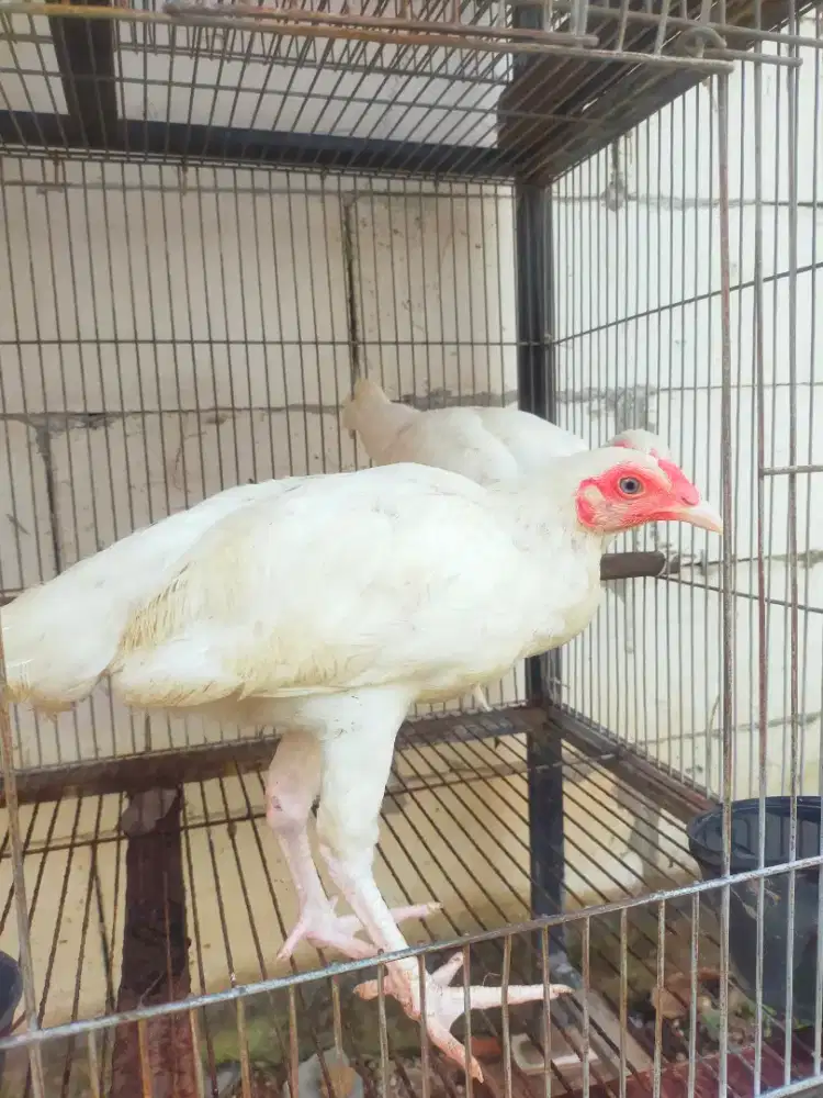 Ayam putih mulus tembus