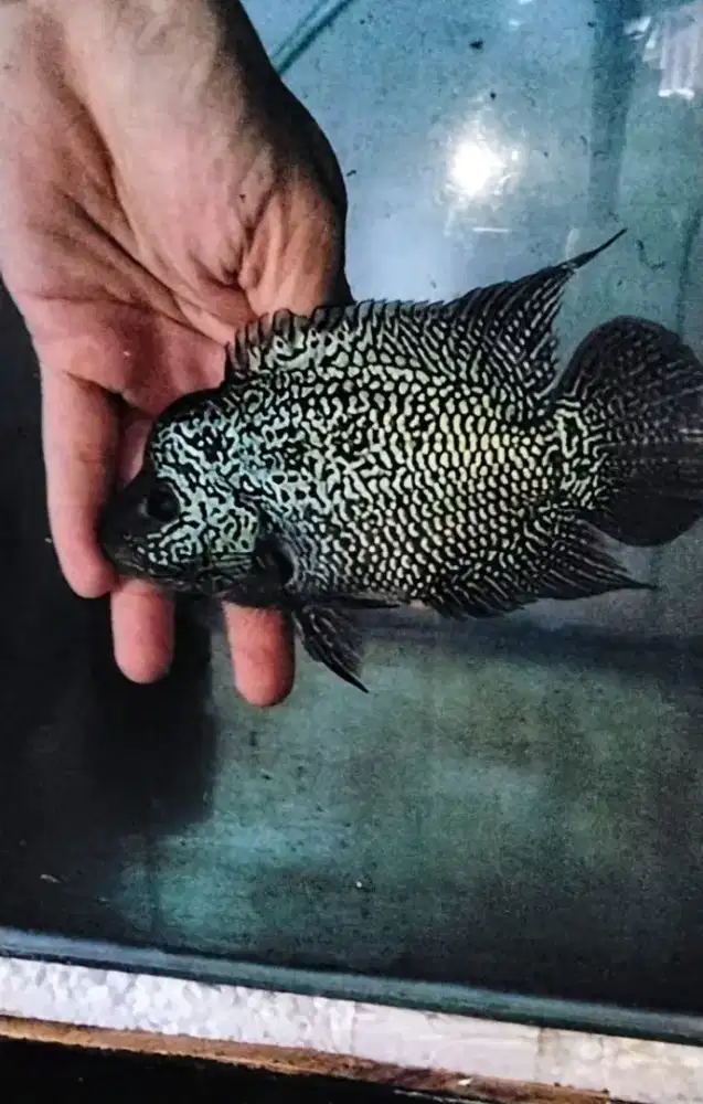 Louhan cencu betina jenong