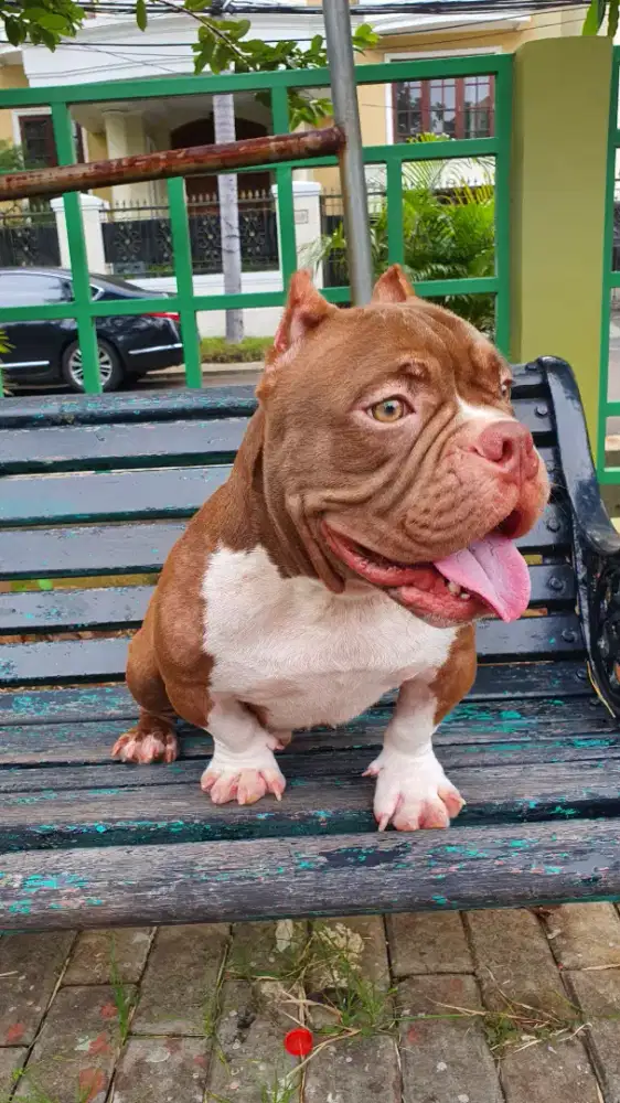 American Bully Exotic