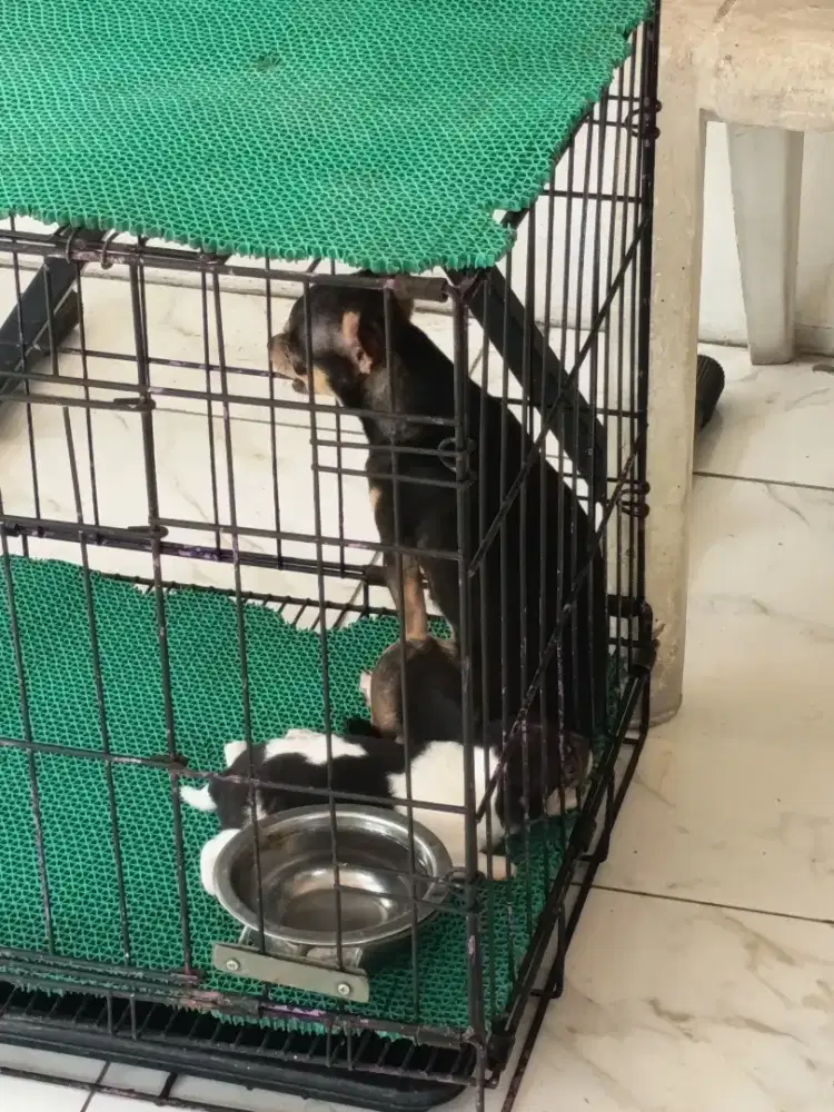 Chihuahua indukan + 1 anakan