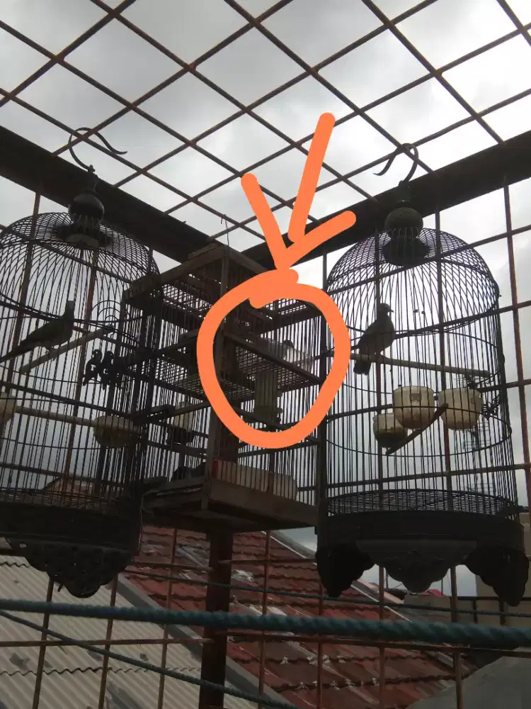 Perkutut hasil pikat plus kandang kapsul