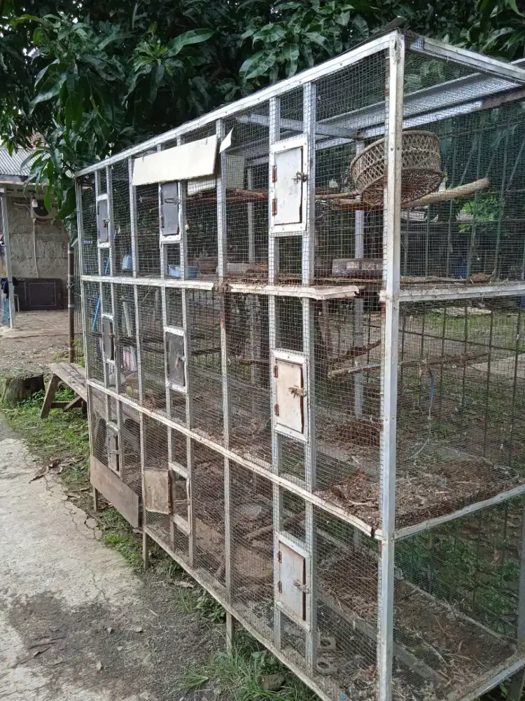 Kandang burung ternak,p 2,m,t1,5,l,60,
