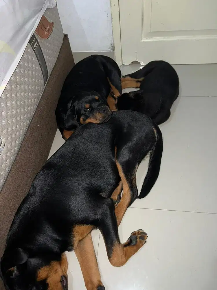 asisten rumah tangga / ART