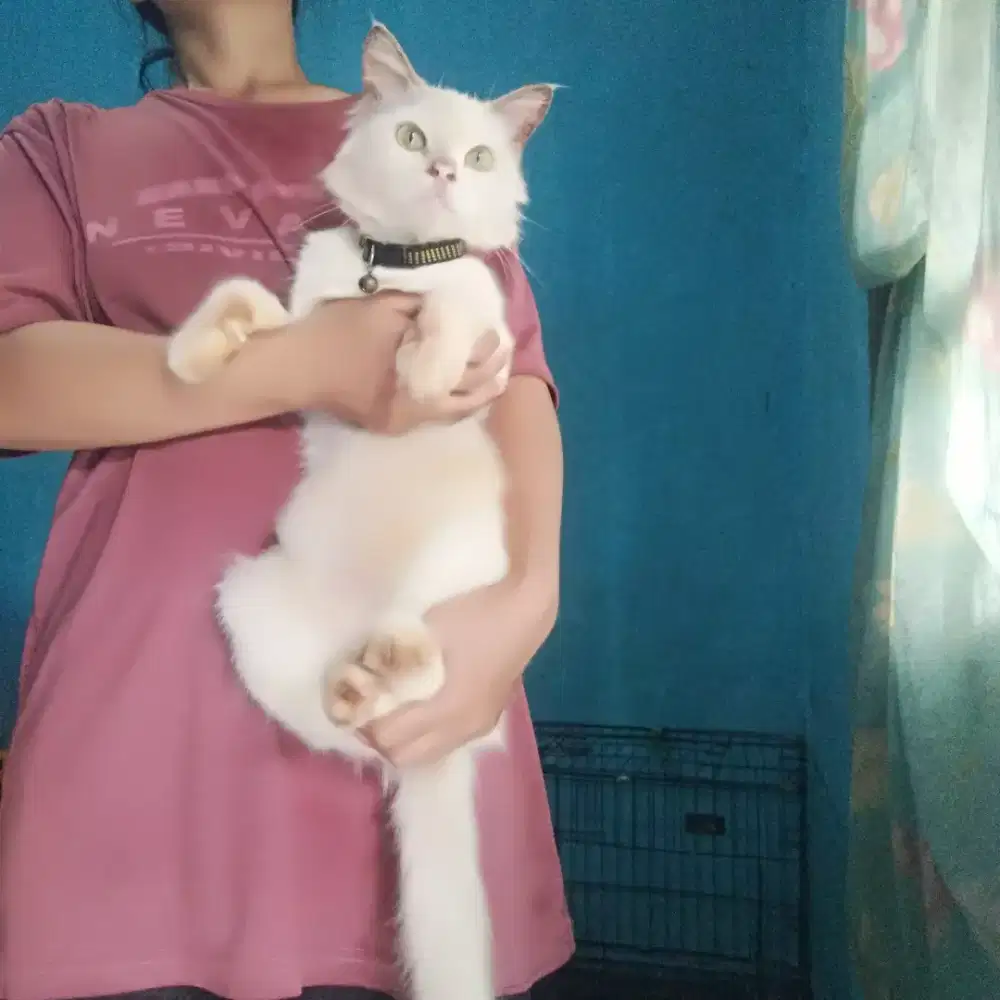 Kucing Himalaya betina birahi