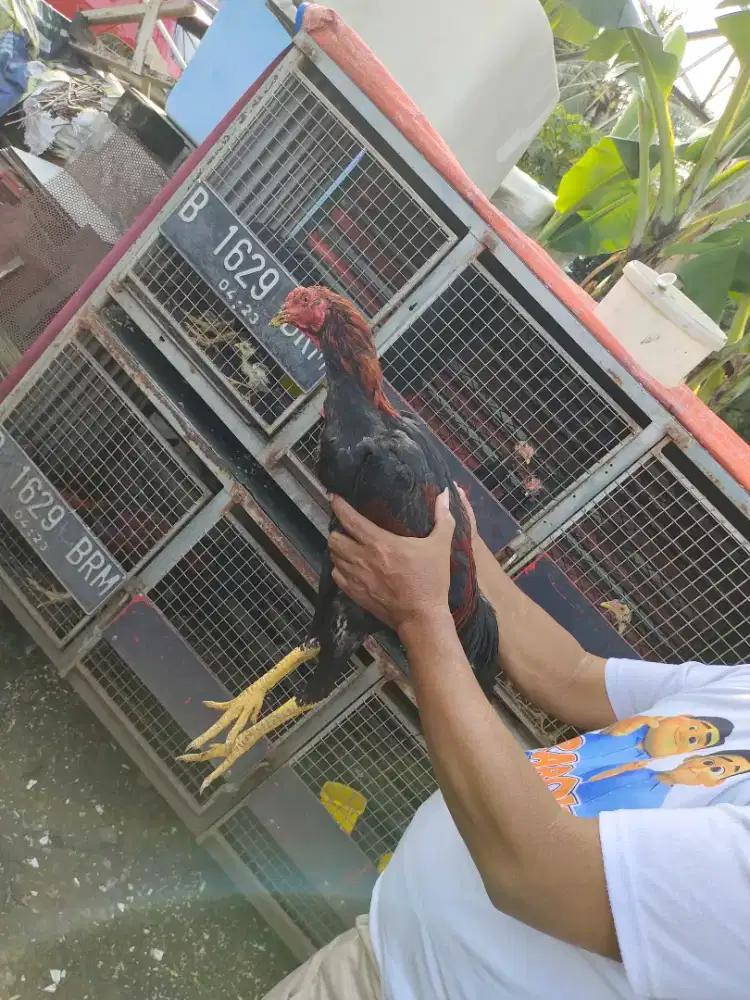 Ayam Bangkok Silangan