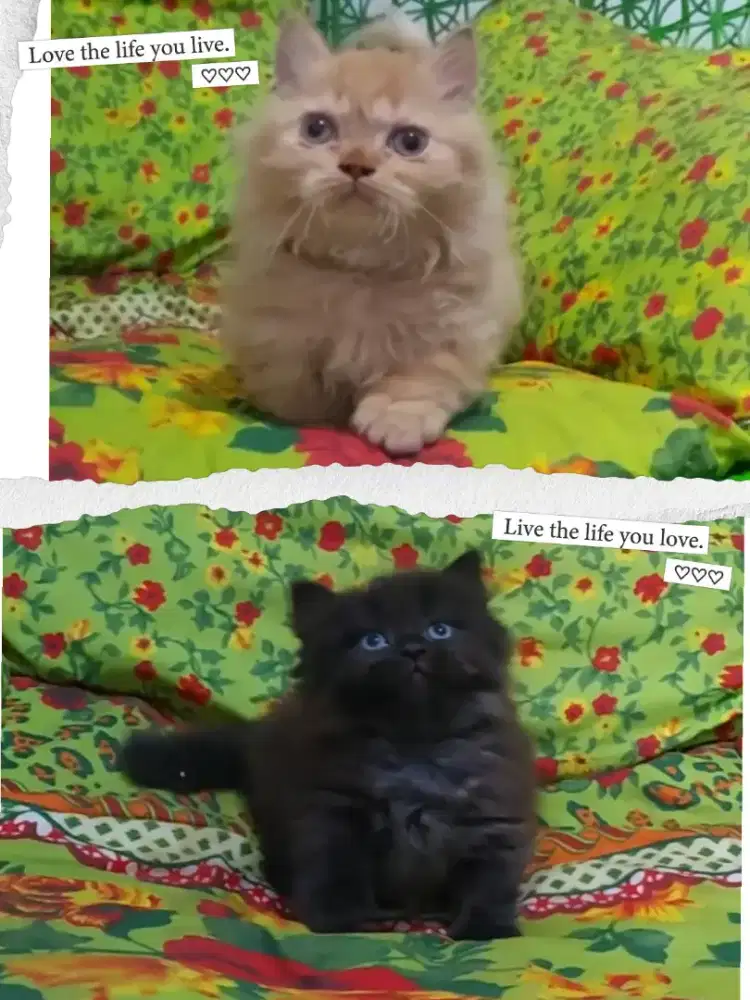 Sepasang Munchkin Super Cebol