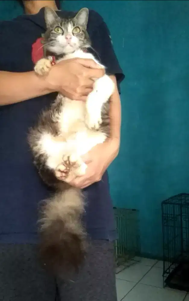 Kucing betina birahi