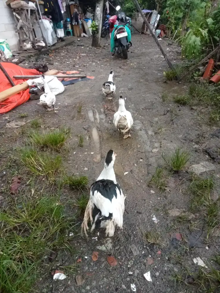 Entok jago dewasa 6 ekor