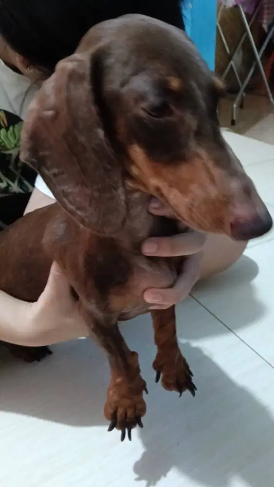 Pejantan anjing tekel, daschund, sosis