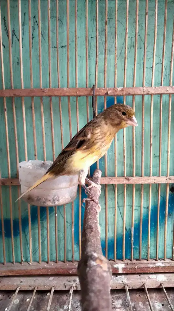 Kenari Seri F1BB Jantan Muda Bodi Gede Warna Simetris Rajin Bunyi