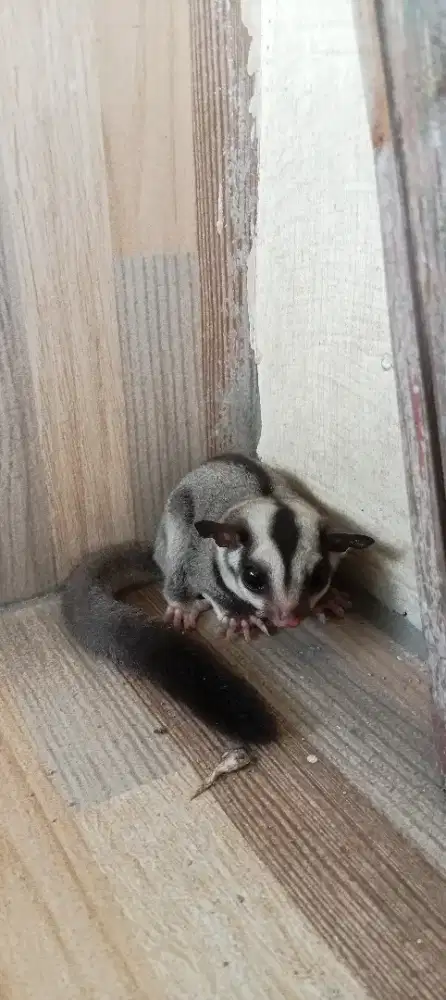 Sugar glider classic grey umur 1 bulan