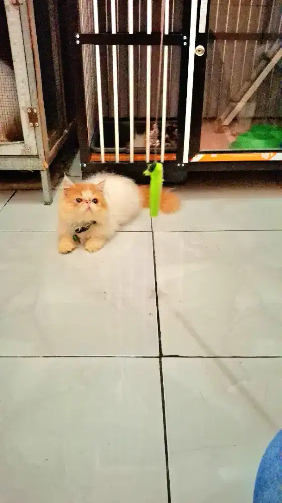 Kucing peaknose jantan 3 bulan