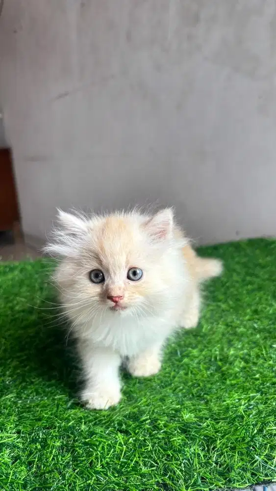 Kucing Anggora mix Persia