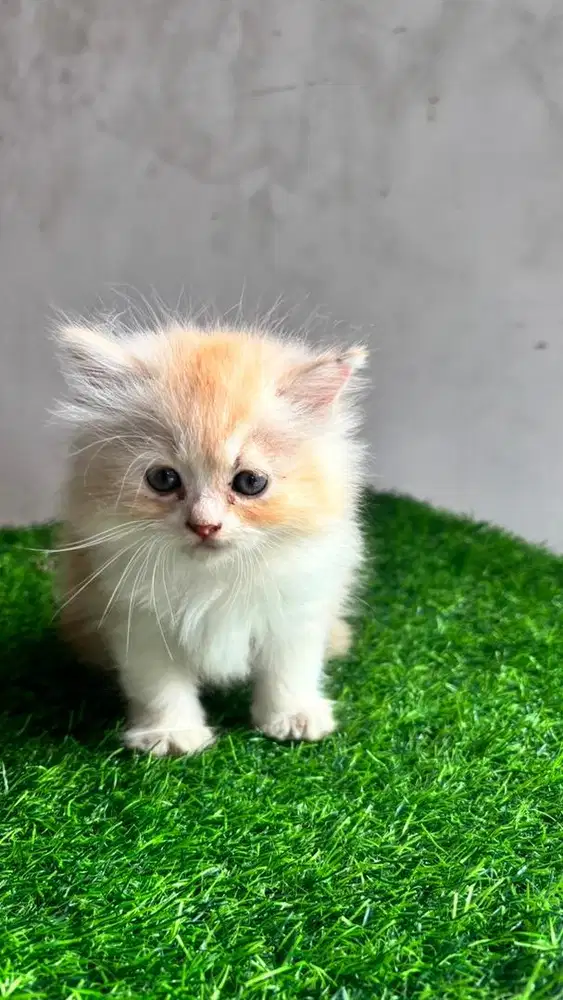 Kucing Anggora Mix Persia