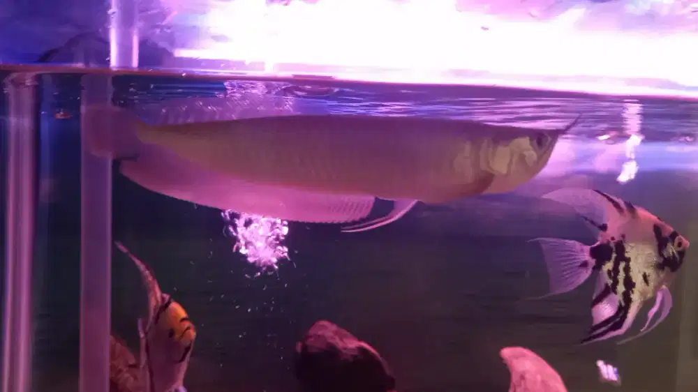 Arwana Silver Brazil