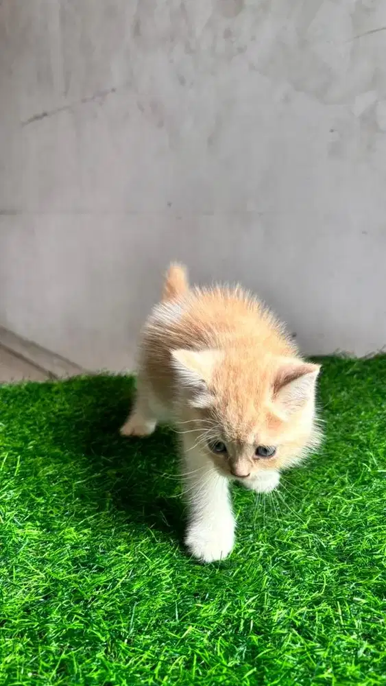 Kucing Anggora Mix Persia