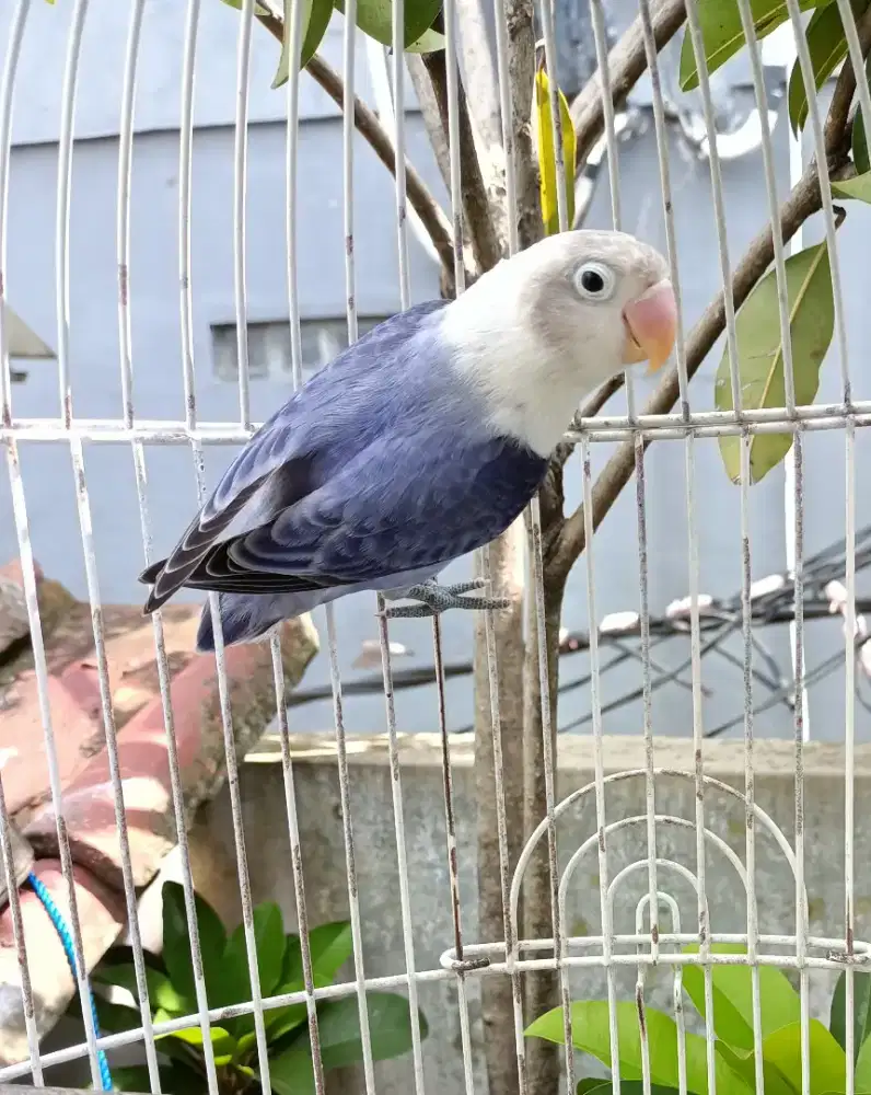 Lovebir love bird Biola Violet