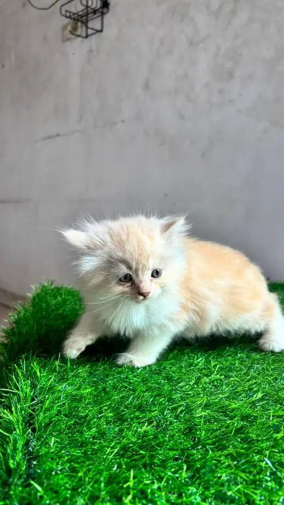 Kucing Anggora Mix Persia