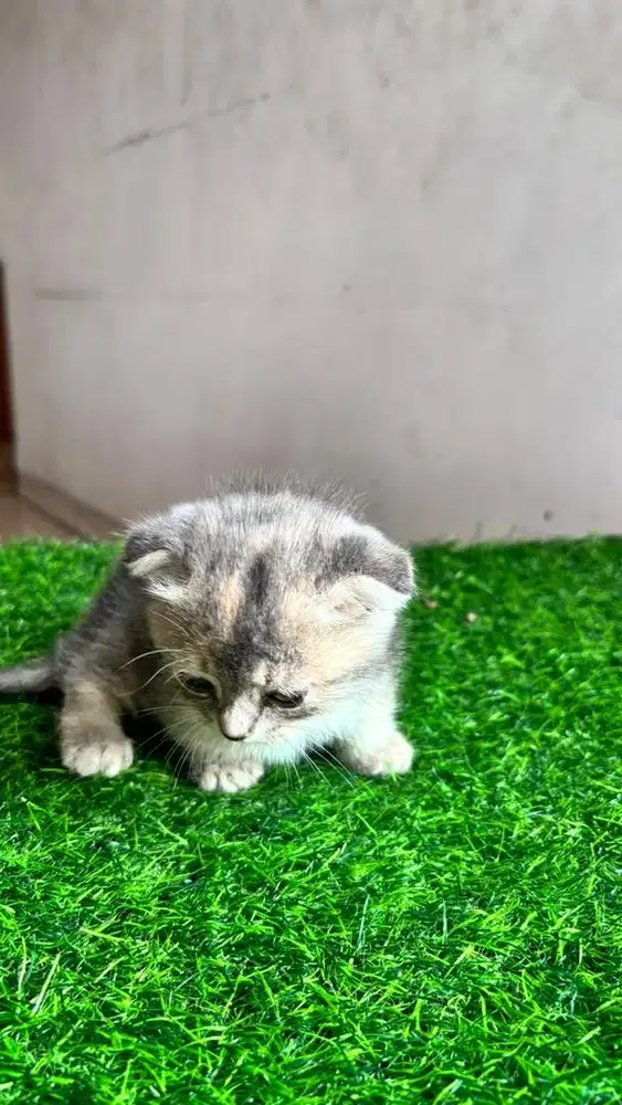 Muchkin Scottish Fold