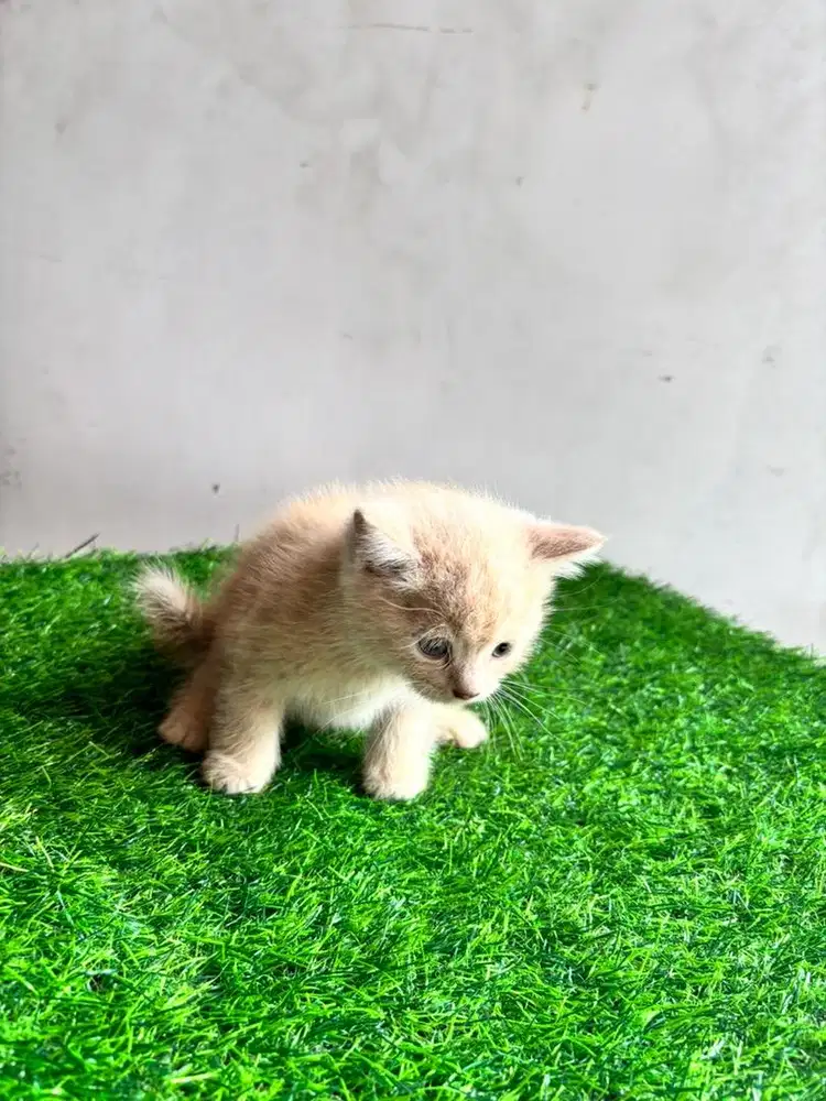 Persia Mix British Short Hair