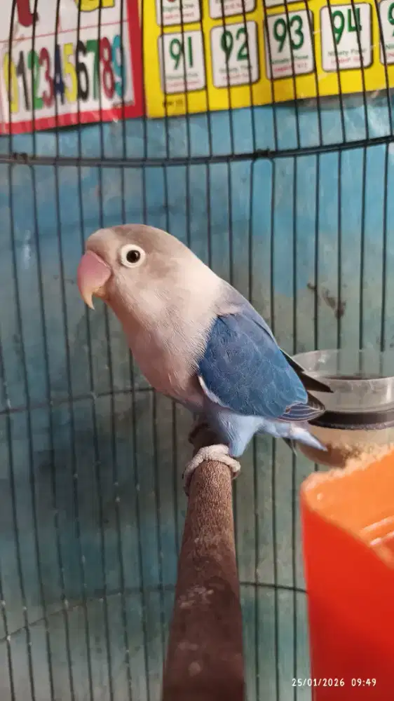 Lb betina dewasa fighter rajin ngekek