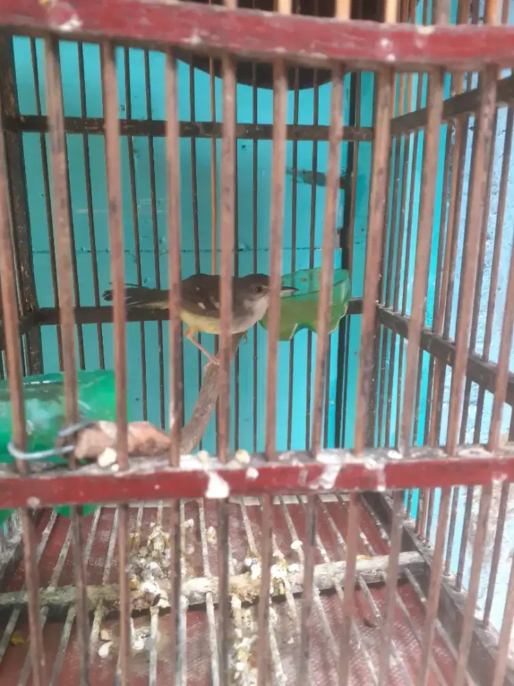 Jual burung ciblek semi jantan muda fulset