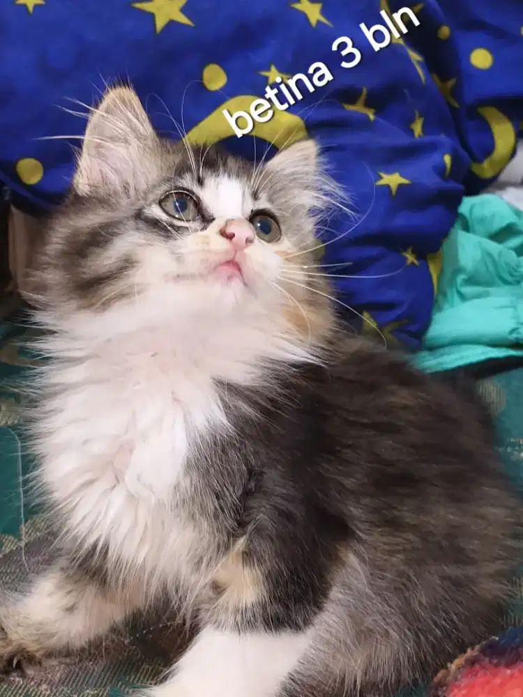 Kucing kitten persmed betina