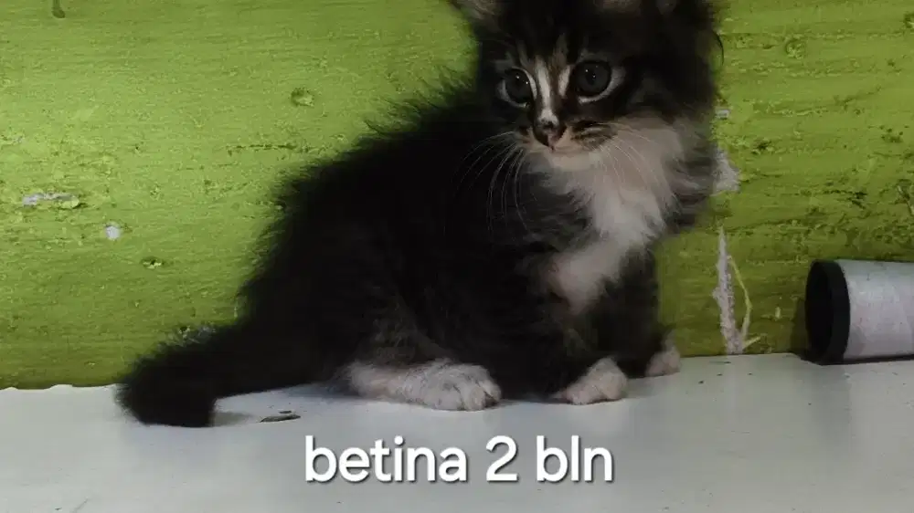 Kucing persia kitten betina