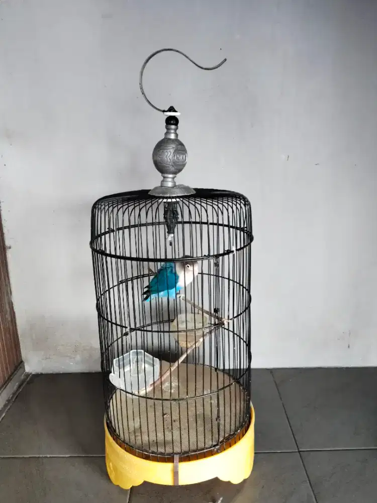 Jual lb warna bagus pake ring jinak undang bagus berisik mtp