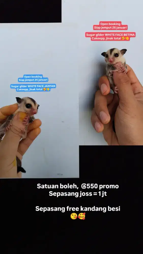 Sg sugar glider White face grey jantan betina gratis kandang besi