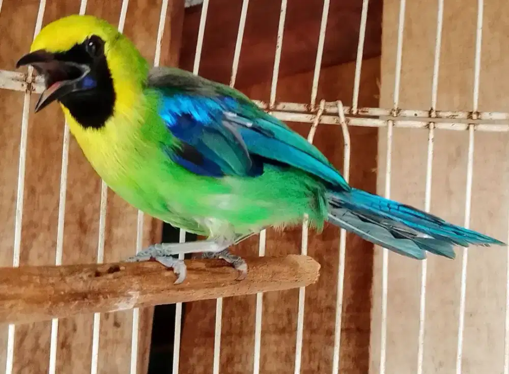 Burung Cucak Pelangi