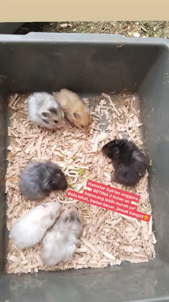 Hamster Syirian anggora bulu pendek winter cambell landak sg