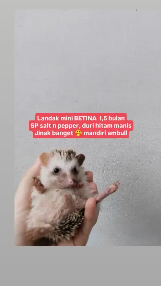 Landak mini jinak total