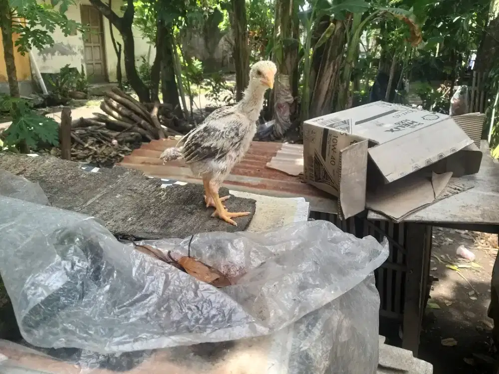 Ayam shamo eropa 3c