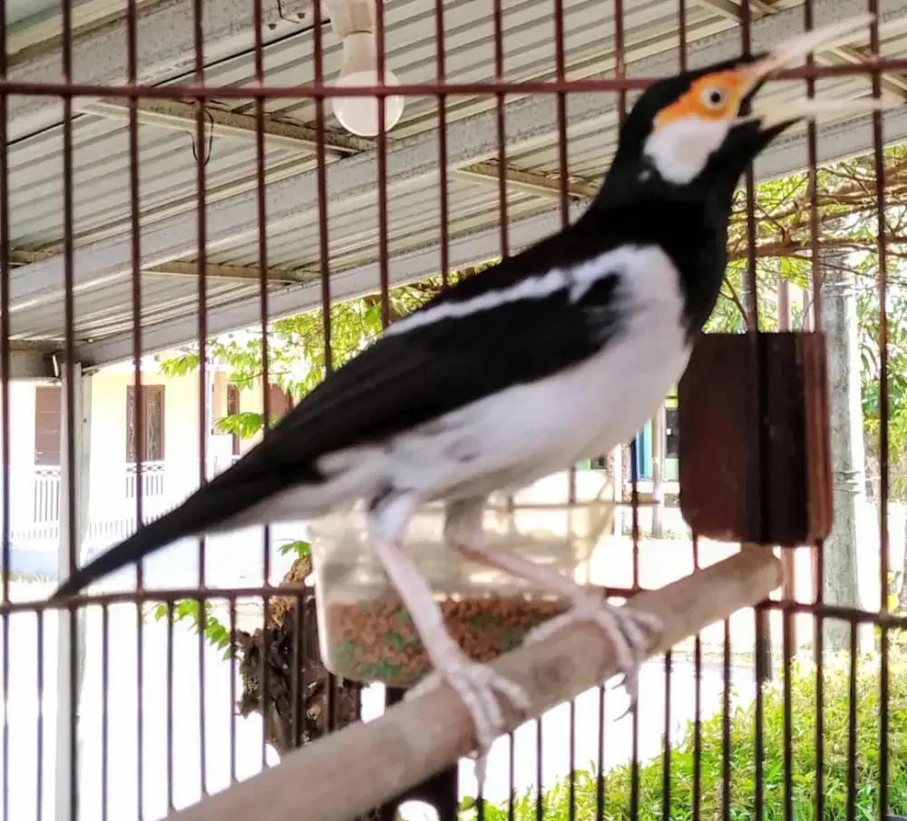 Burung Jalak Suren Gacor