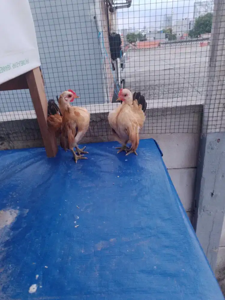 Serama  remaja ori size A,