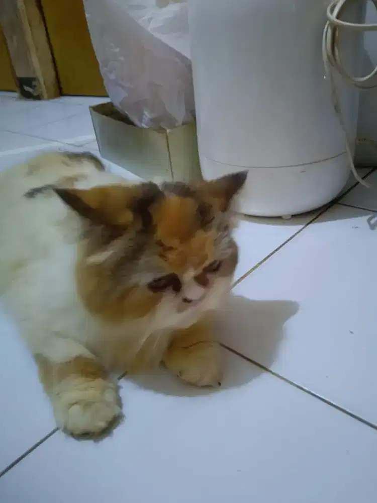 Kucing anggoraumur 6 bln