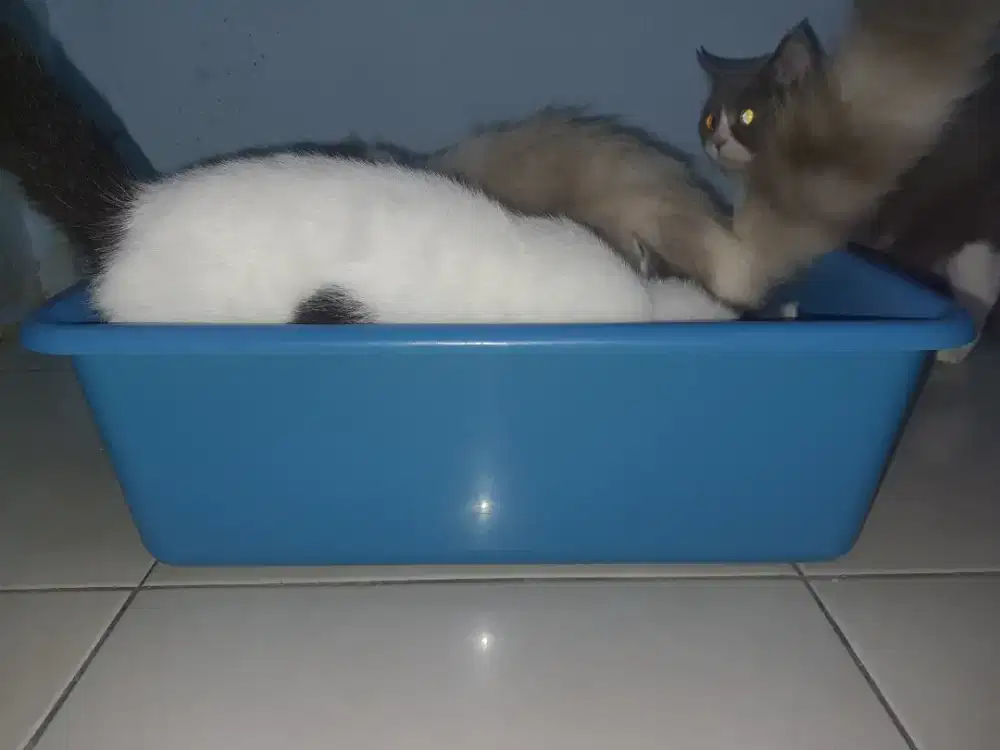 TOILET KUCING TOFU PLASTIK