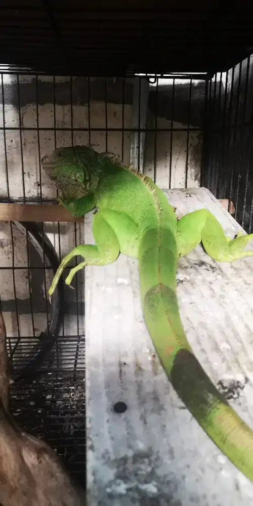 Iguana betina dewasa