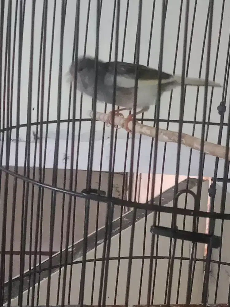 Jual kenari panda gacor darderdor fs