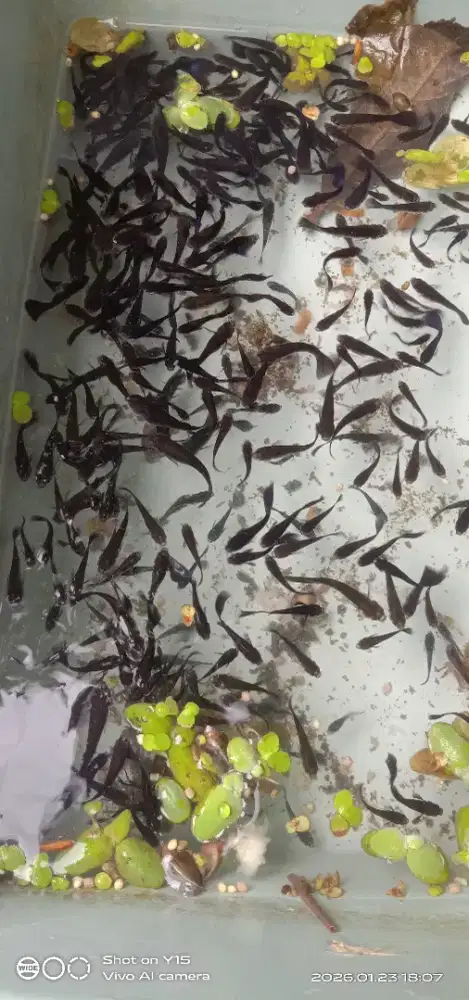 Ikan Guppy black Moscow