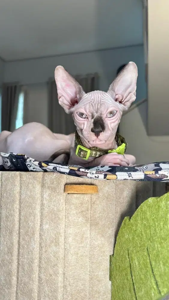 Mink Sphynx Kitten-Blue eyes