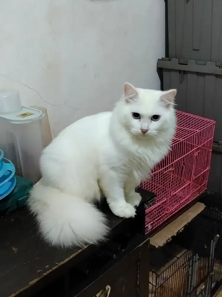 Over adov Persia jantan 5bulan badan besar