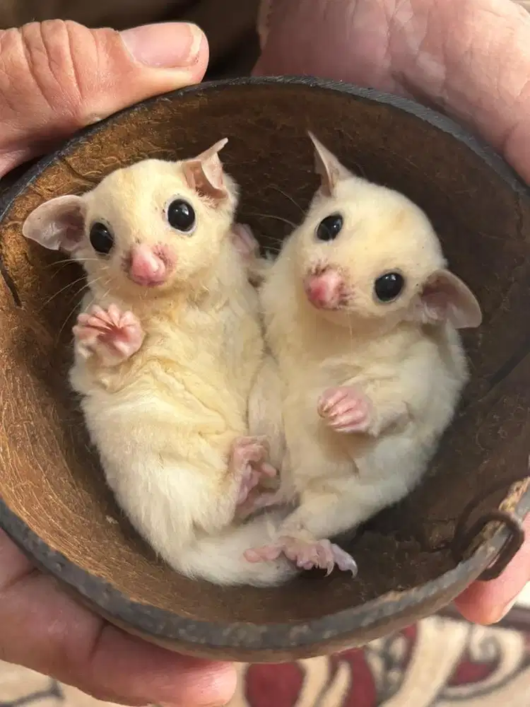 Sugar Glider Leucistic Sepasang Jantan Betina Joey
